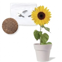 Pot biodégradable avec graines de tournesol