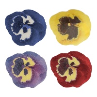 Galettes de pensée avec couleurs assorties de 5 cm - FunCakes - 30 unités