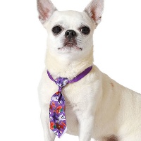 Cravate à citrouilles d'Halloween pour animaux domestiques