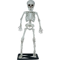 Squelette debout de 55 cm