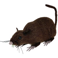 Rat brun de 15 cm
